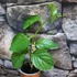 Kép 7/8 - Passiflora quadrangularis - Óriás golgotavirág