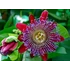 Kép 1/8 - Passiflora quadrangularis - Óriás golgotavirág