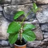 Kép 8/8 - Passiflora quadrangularis - Óriás golgotavirág