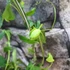 Kép 4/11 - Passiflora Panda