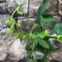 Kép 5/11 - Passiflora Panda