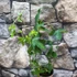 Kép 6/11 - Passiflora Panda