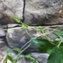 Kép 7/11 - Passiflora Panda