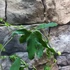 Kép 9/11 - Passiflora Panda