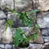 Kép 10/11 - Passiflora Panda