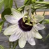 Kép 2/11 - Passiflora Panda