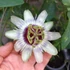 Kép 11/11 - Passiflora Panda