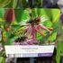 Kép 10/12 - Passiflora 'Victoria'