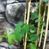 Kép 3/6 - Passiflora Beervelde