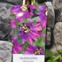 Kép 5/6 - Passiflora Beervelde