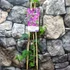 Kép 2/6 - Passiflora Beervelde