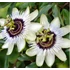 Kép 1/7 - Passiflora 'Beauty of Hannover'