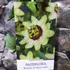 Kép 6/7 - Passiflora 'Beauty of Hannover'