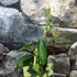 Kép 5/7 - Passiflora 'Beauty of Hannover'