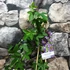 Kép 3/7 - Passiflora 'Purple Haze'