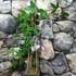 Kép 2/8 - Passiflora 'Purple Rain'