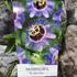 Kép 7/8 - Passiflora 'Purple Rain'