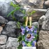 Kép 5/8 - Passiflora 'Purple Rain'