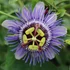 Kép 1/8 - Passiflora 'Purple Rain'