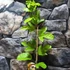 Kép 8/15 - Passiflora edulis / Maracuja, ehető termésű