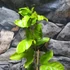 Kép 9/15 - Passiflora edulis / Maracuja, ehető termésű