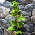 Kép 6/15 - Passiflora edulis / Maracuja, ehető termésű