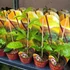 Kép 13/15 - Passiflora edulis / Maracuja, ehető termésű