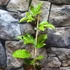 Kép 10/15 - Passiflora edulis / Maracuja, ehető termésű