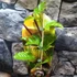 Kép 15/15 - Passiflora edulis / Maracuja, ehető termésű