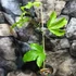 Kép 5/15 - Passiflora edulis / Maracuja, ehető termésű