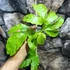 Kép 4/15 - Passiflora edulis / Maracuja, ehető termésű