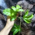 Kép 3/15 - Passiflora edulis / Maracuja, ehető termésű
