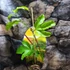 Kép 2/15 - Passiflora edulis / Maracuja, ehető termésű