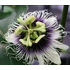 Kép 11/15 - Passiflora edulis / Maracuja, ehető termésű