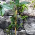Kép 3/4 - Passiflora 'Amethyst'