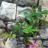 Kép 4/4 - Passiflora 'Amethyst'