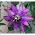 Kép 1/4 - Passiflora 'Amethyst'