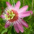 Kép 1/5 - Passiflora 'Anastasia'