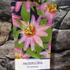 Kép 4/5 - Passiflora 'Anastasia'