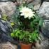 Kép 3/5 - Passiflora caerulea 'Constance Elliott' karikára futtatva