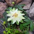 Kép 4/5 - Passiflora caerulea 'Constance Elliott' karikára futtatva
