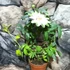 Kép 5/5 - Passiflora caerulea 'Constance Elliott' karikára futtatva