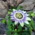 Kép 3/4 - Passiflora caerulea / kék golgotavirág karikára futtatva