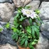 Kép 4/4 - Passiflora caerulea / kék golgotavirág karikára futtatva