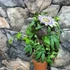 Kép 2/4 - Passiflora caerulea / kék golgotavirág karikára futtatva