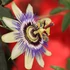 Kép 1/4 - Passiflora caerulea / kék golgotavirág karikára futtatva