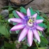 Kép 3/3 - Passiflora 'Victoria' karikára futtatva