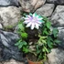 Kép 2/3 - Passiflora 'Victoria' karikára futtatva