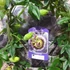 Kép 3/4 - Passiflora caerulea / kék golgotavirág karikára futtatva