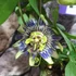 Kép 4/4 - Passiflora caerulea / kék golgotavirág karikára futtatva
